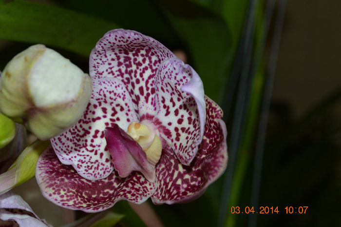 Vanda sunderiana red spot - Vanda