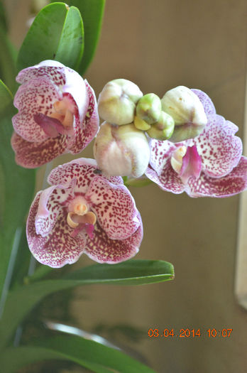 Vanda sunderiana red spot - Vanda