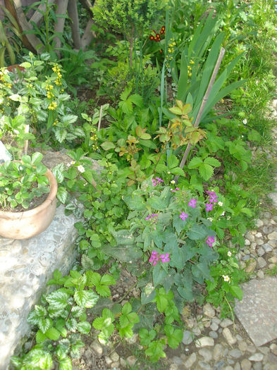 DSC05633 - Gradina in 2014