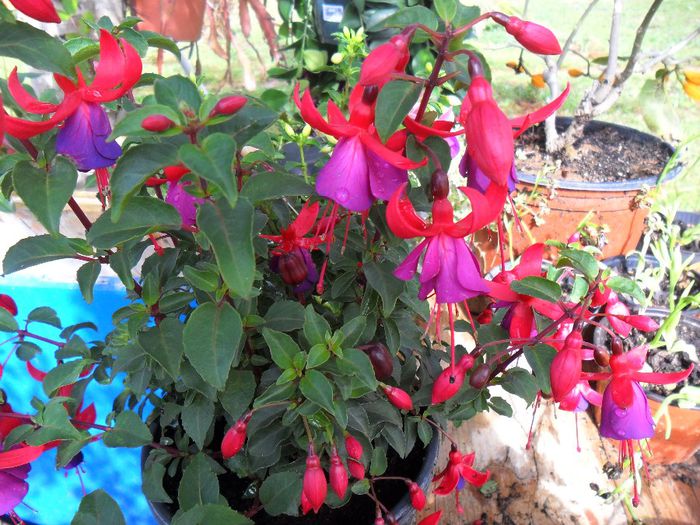 fuchsia - Cateva plante din colectia personala din gradina si altele la vanzare