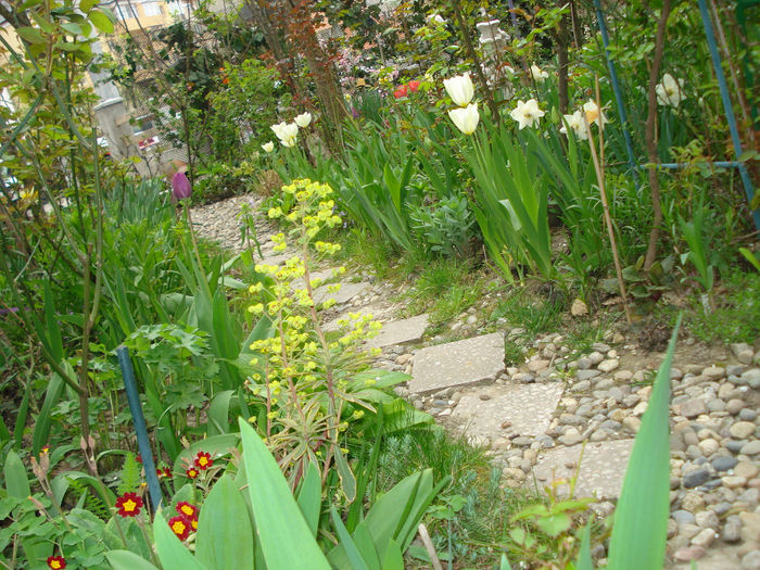 DSC05447 - Gradina in 2014