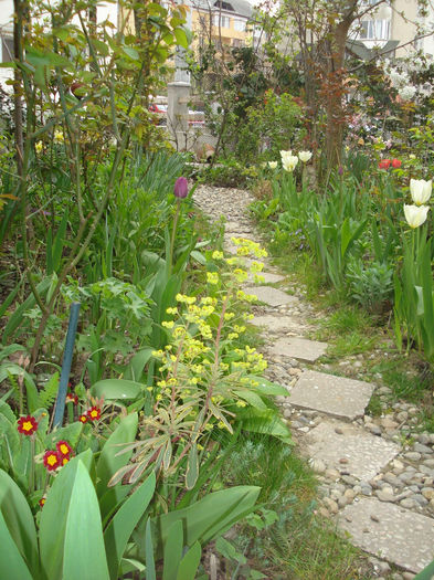 DSC05446 - Gradina in 2014