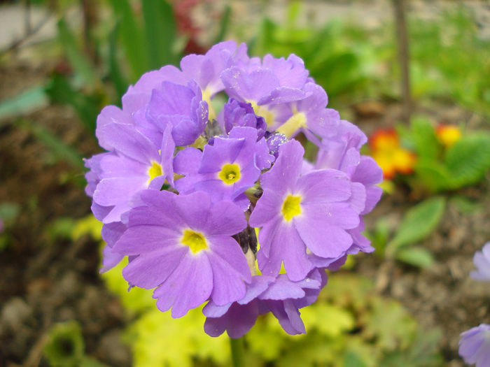 DSC05462 - Gradina in 2014