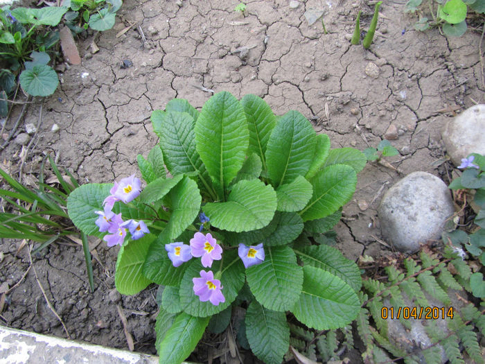 Primula