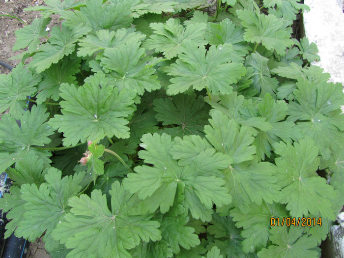 IMG_2253 - Pe linga bloc