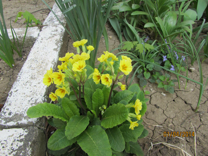 Primula