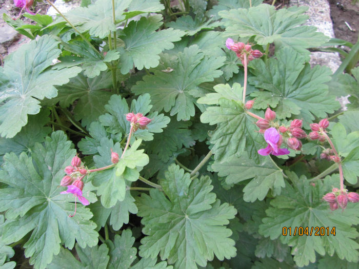 Geranium - Pe linga bloc