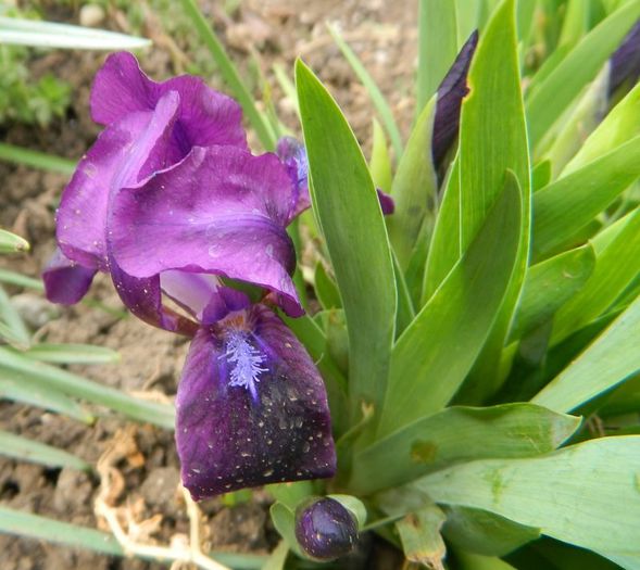 Irisi pitici - aprilie