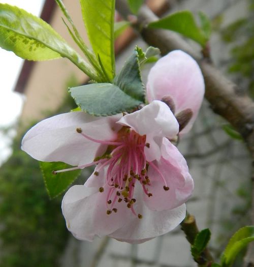 Floare de piersic pui - aprilie