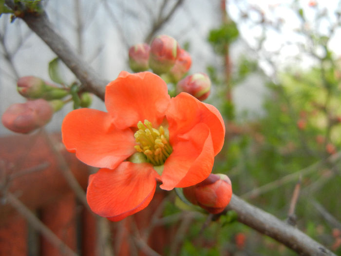 Chaenomeles japonica (2014, April 01) - Chaenomeles japonica