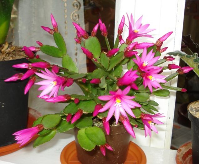 mai multe flori - rhipsalidopsis