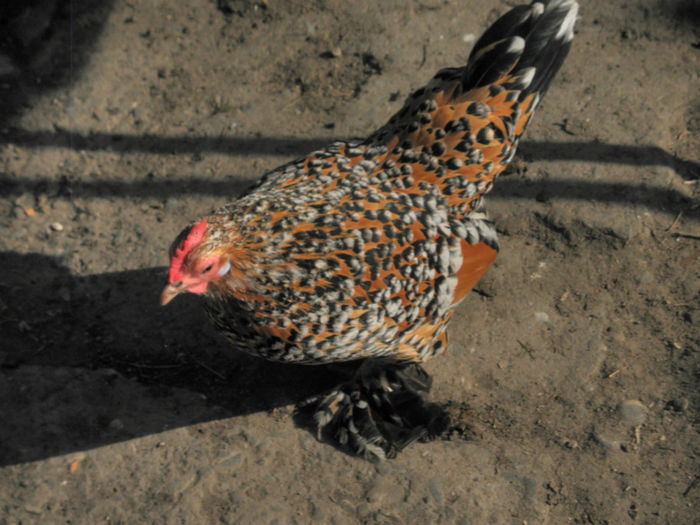 P4030007