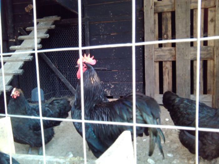 03.04.2014 015 - Australorp negru