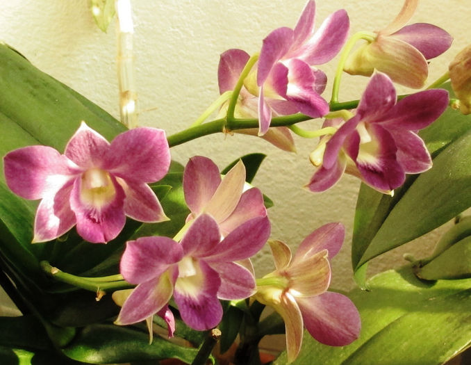 Dendrobium Sankol Blue - Reinfloriri orhidee 2014