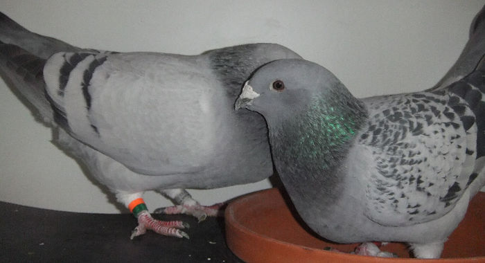 DSCF7137
