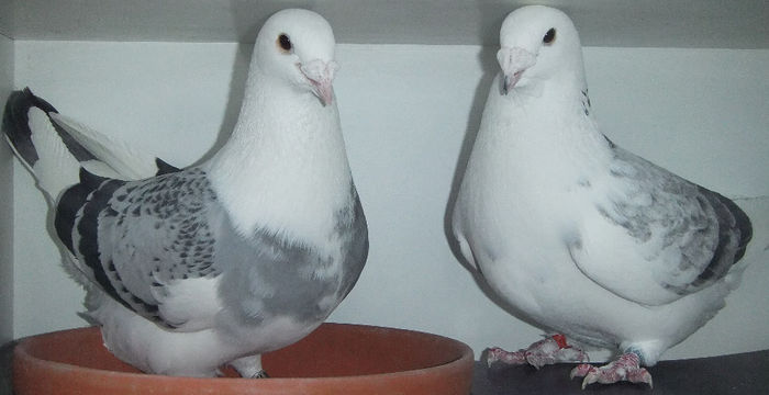 DSCF7171