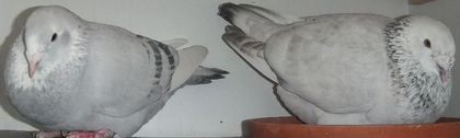DSCF7273
