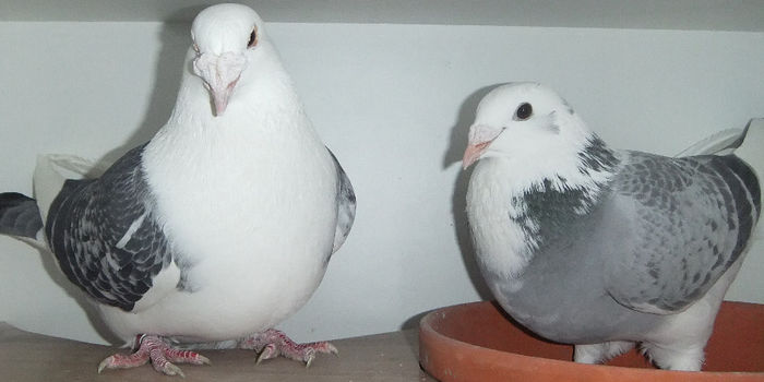 DSCF7291