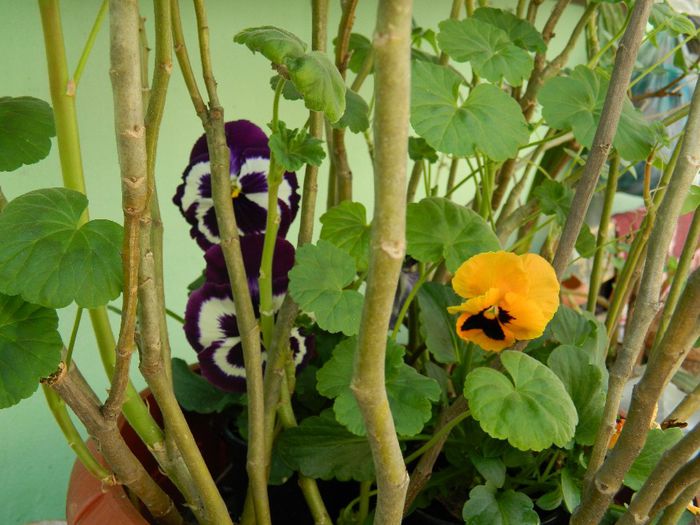 DSCN5417 - APRILIE 2014