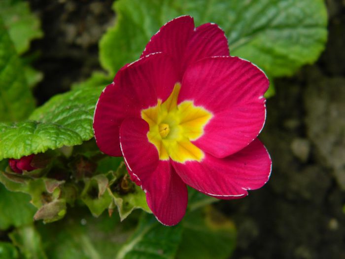 DSCN5551 - APRILIE 2014