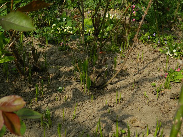 DSCN5554 - APRILIE 2014