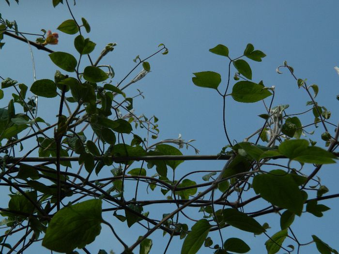 DSCN5557 - APRILIE 2014