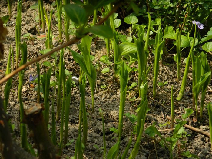 DSCN5558 - APRILIE 2014