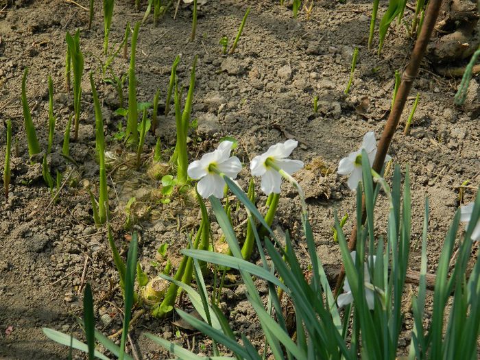 DSCN5560 - APRILIE 2014