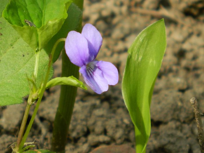 DSCN5566 - APRILIE 2014