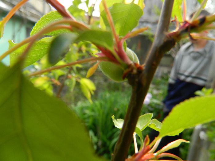 DSCN5608 - APRILIE 2014