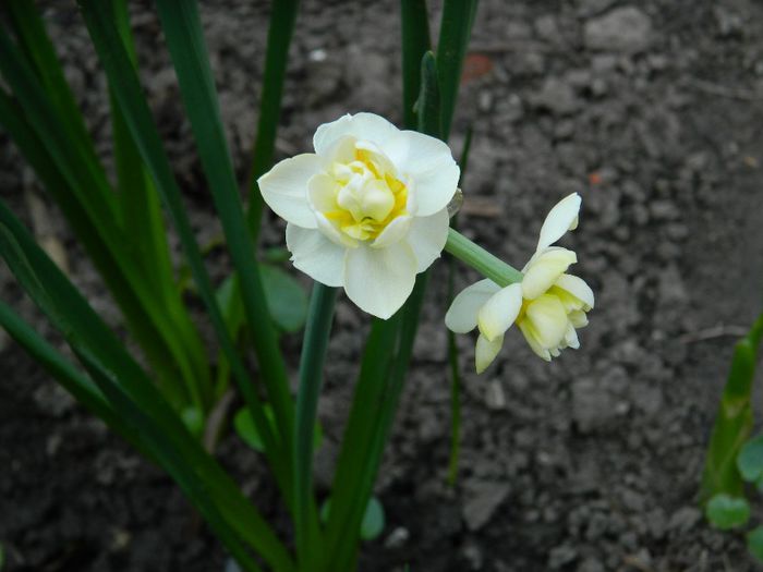 DSCN5617 - APRILIE 2014