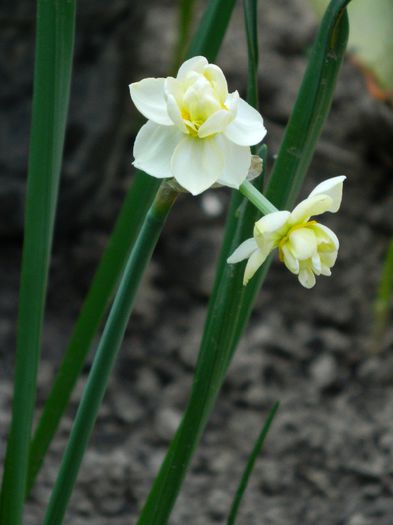 DSCN5621 - APRILIE 2014