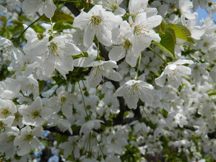 DSCN5631 - APRILIE 2014