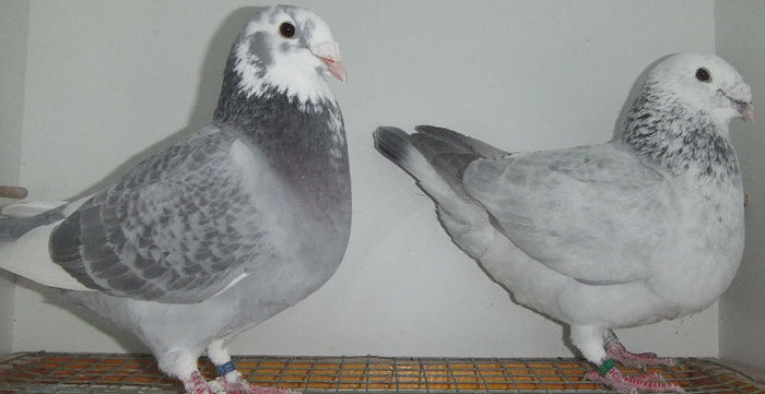 DSCF7398