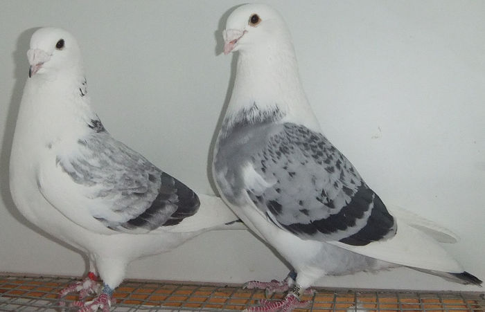 DSCF7417
