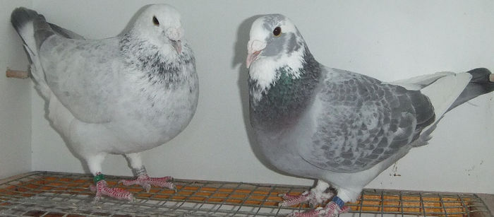 DSCF7431