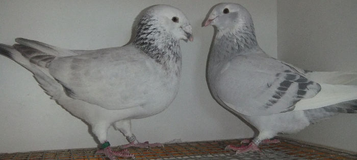 DSCF7476