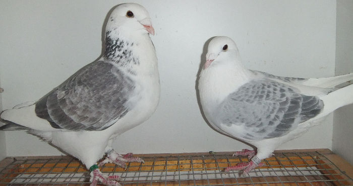 DSCF7572