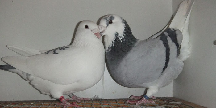 DSCF7633