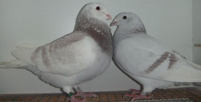DSCF7651
