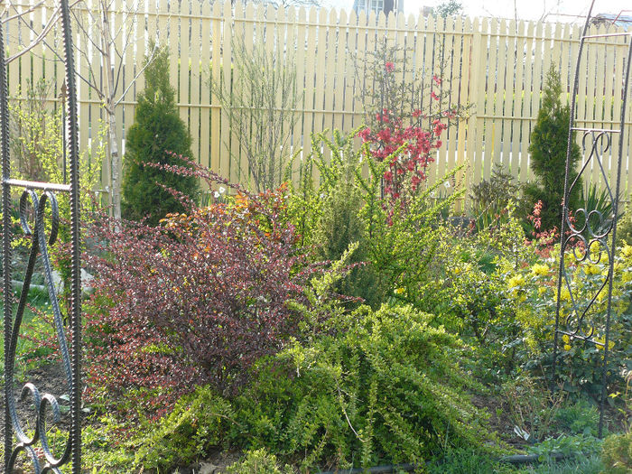 berberis atropurpurea si lonicera pileati