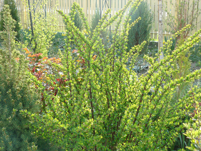 dracila verde (berberis vulgaris)