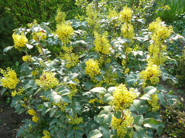 mahonia