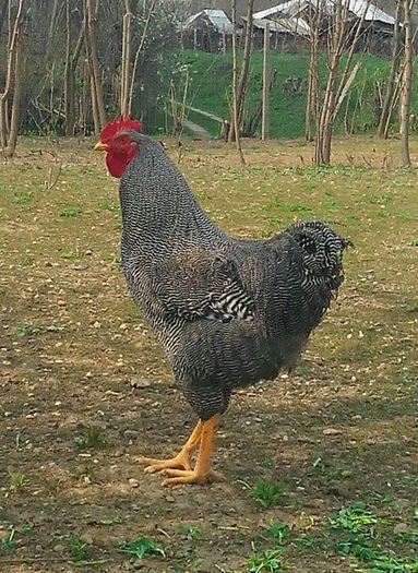 IMG_20140329_135222-1 - Poze Gaini plymouth rhode island