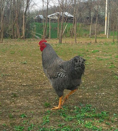 IMG_20140329_135218-1 - Poze Gaini plymouth rhode island