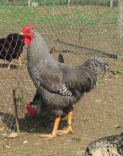 IMG_20140329_103250-1 - Poze Gaini plymouth rhode island