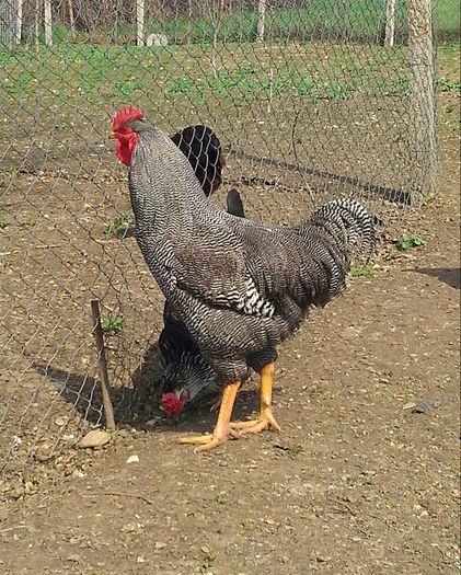 IMG_20140329_103247-1 - Poze Gaini plymouth rhode island