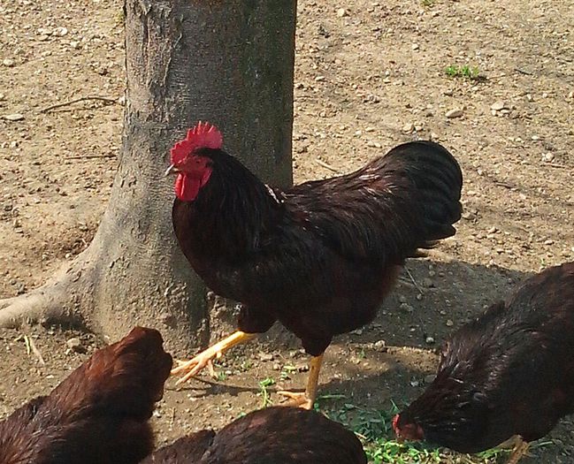 IMG_20140329_135248-1 - Poze Gaini plymouth rhode island