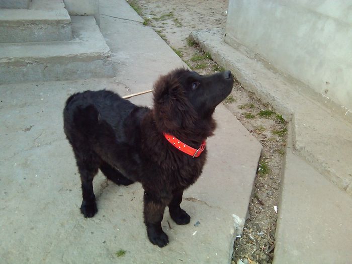 am primit zgarda noua