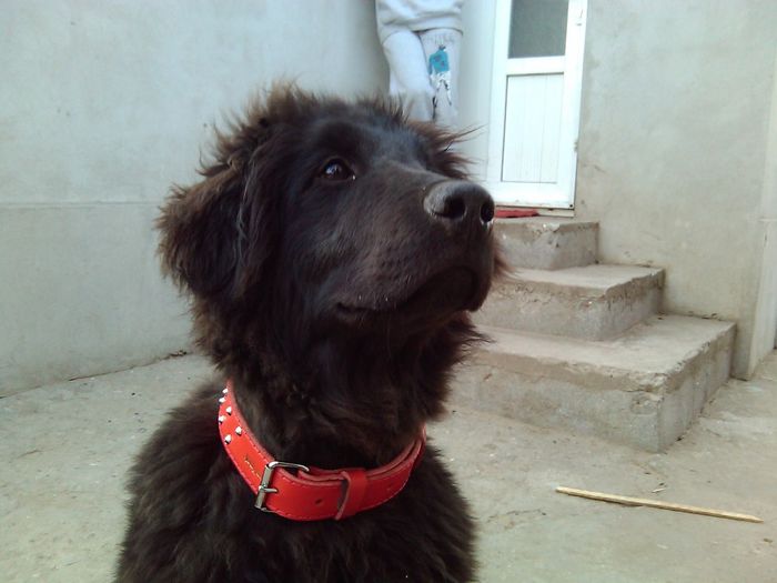 fata de cersetor,am in mana mancare; Nu se repede si nici nu i-a din mana,asteapta sa i se dea,dar pune o fata de mai mare mila
